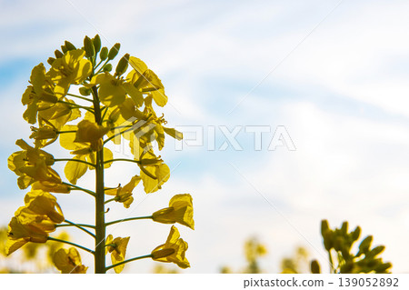 Closeup of blooming vibrant yellow rapeseed flowers in spring field under soft sunlight against blue sky with white clouds. Selective focus Closeup of blooming vibrant yellow rapeseed flowers in spring field under soft sunlight against blue sky with white clouds. Selective focus 139052892