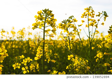 Rural landscape with blooming yellow rapeseed flowers in spring field under soft sunlight against white cloudy sky. Selective focus Rural landscape with blooming yellow rapeseed flowers in spring field under soft sunlight against white cloudy sky. Selective focus 139052894