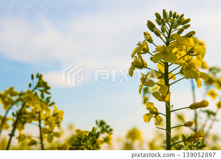 Closeup of blooming vibrant yellow rapeseed flowers in spring field under soft sunlight against blue sky with white clouds. Selective focus 139052897