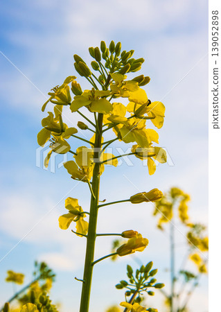 Closeup of blooming vibrant yellow rapeseed flowers in spring field under soft sunlight against blue sky with white clouds. Selective focus 139052898