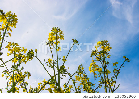 Closeup of blooming vibrant yellow rapeseed flowers in spring field under soft sunlight against blue sky with white clouds. Selective focus Closeup of blooming vibrant yellow rapeseed flowers in spring field under soft sunlight against blue sky with white clouds. Selective focus 139052900