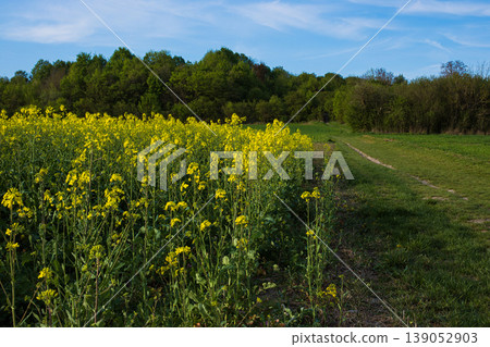 Rapeseed field in full bloom beside forest path under blue spring sky. Rural landscape scene. Rapeseed field in full bloom beside forest path under blue spring sky. Rural landscape scene. 139052903