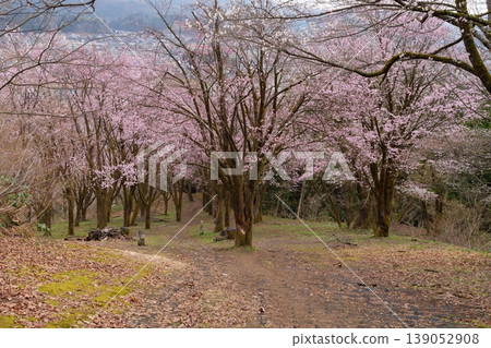 櫻花 139052908