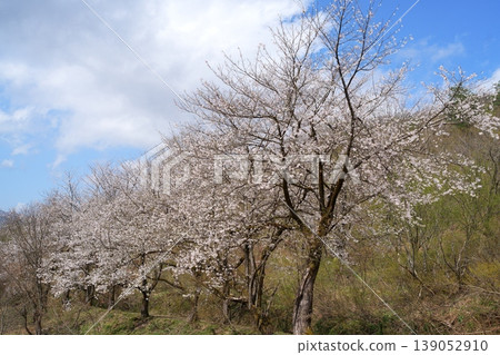 櫻花 櫻花 139052910