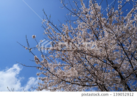 櫻花 櫻花 139052912