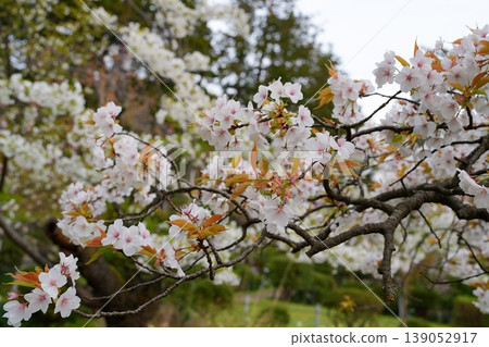 櫻花 櫻花 139052917