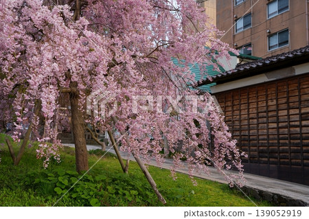 櫻花 櫻花 139052919