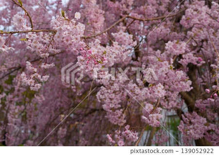 櫻花 櫻花 139052922