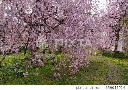 櫻花 櫻花 139052924