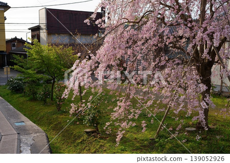 櫻花 櫻花 139052926