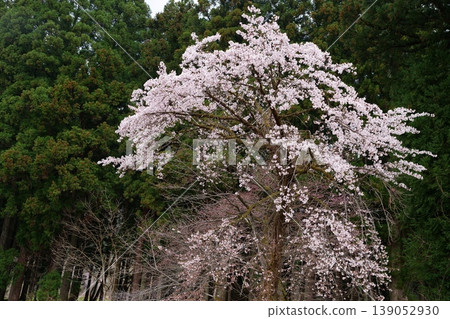 櫻花 櫻花 139052930