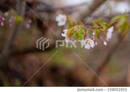 櫻花 139052933