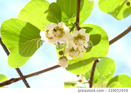 Female flower of kiwifruit Female flower of kiwifruit 139052939