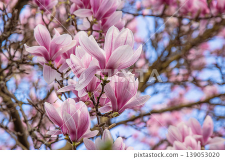 Soft and delicate pink magnolia flowers in full bloom on tree branches under a bright blue spring sky. Magnolia tree blossoms in early spring sunshine. Selective focus Soft and delicate pink magnolia flowers in full bloom on tree branches under a bright blue spring sky. Magnolia tree blossoms in early spring sunshine. Selective focus 139053020