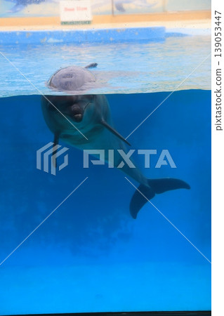 飛海豚 飛海豚 139053447