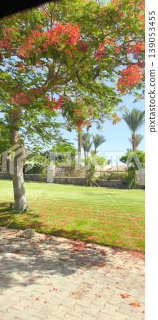 Blooming flame tree Delonix reginae over green lawn with fallen flowers Blooming flame tree Delonix reginae over green lawn with fallen flowers 139053455