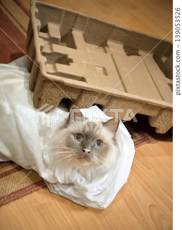A cute fluffy cat sits inside a white bag next to a cardboard box A cute fluffy cat sits inside a white bag next to a cardboard box 139053526