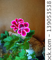 花 139053538