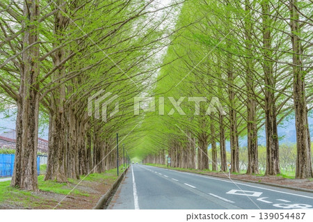 在牧野高原,可以看到綠意盎然的水杉林蔭大道和行車路線。 在牧野高原,可以看到綠意盎然的水杉林蔭大道和行車路線。 139054487