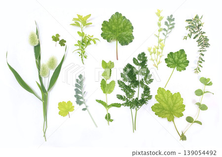 Natural Green Material Set for Your Garden: Lagurus, Clover, Herbs, White Background Natural Green Material Set for Your Garden: Lagurus, Clover, Herbs, White Background 139054492