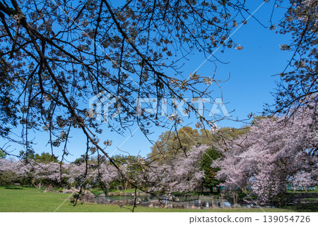 Cherry blossom trees and blue sky Cherry blossom trees and blue sky 139054726