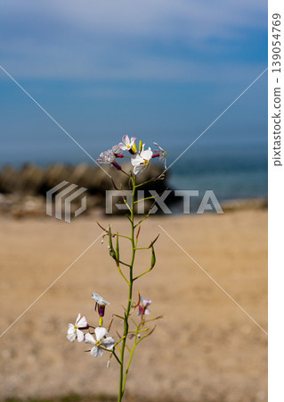 沙灘上,海蘿蔔花驕傲地盛開,構成了一幅寧靜的海景。 沙灘上,海蘿蔔花驕傲地盛開,構成了一幅寧靜的海景。 139054769