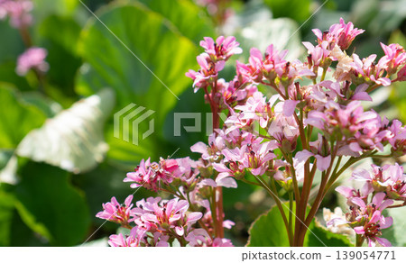 The translucent pink Himalayan saxifrage in the spring sunlight. The translucent pink Himalayan saxifrage in the spring sunlight. 139054771