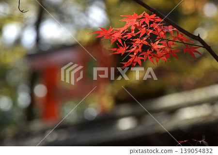 The red-colored maple leaves at Kawai Shrine The red-colored maple leaves at Kawai Shrine 139054832
