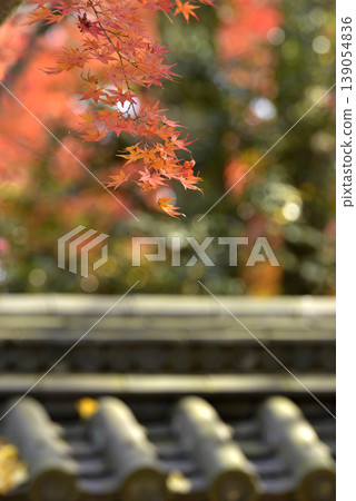 河合神社的紅色楓葉 河合神社的紅色楓葉 139054836