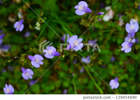 紫鷺苔花 紫鷺苔花 139054890