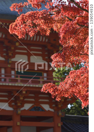 Autumn leaves and the main gate of Imamiya Shrine Autumn leaves and the main gate of Imamiya Shrine 139054910