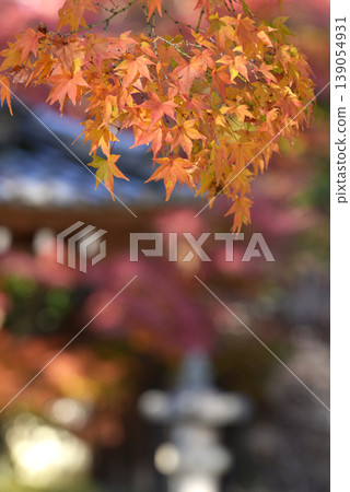Autumn leaves at Imamiya Shrine Autumn leaves at Imamiya Shrine 139054931
