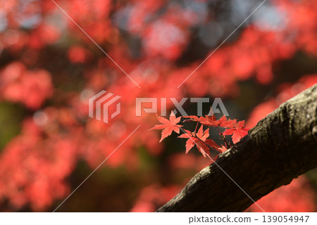 A small maple branch amidst the peak of autumn foliage. A small maple branch amidst the peak of autumn foliage. 139054947