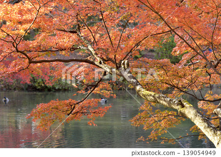 Autumn-colored maple leaves and ducks swimming in the pond Autumn-colored maple leaves and ducks swimming in the pond 139054949