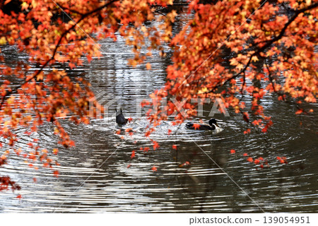 Autumn-colored maple leaves and ducks swimming in the pond Autumn-colored maple leaves and ducks swimming in the pond 139054951