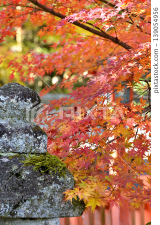 Lanterns and autumn leaves at Imamiya Shrine Lanterns and autumn leaves at Imamiya Shrine 139054956