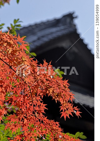 Autumn leaves and camellias at Ninna-ji Temple Autumn leaves and camellias at Ninna-ji Temple 139054999