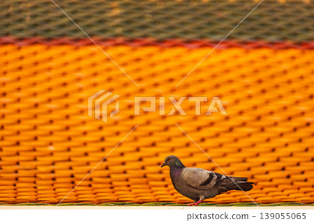A lone pigeon stands on a ledge against a vibrant orange tiled roof A lone pigeon stands on a ledge against a vibrant orange tiled roof 139055065