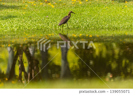 A solitary heron walks along the grassy bank of a tranquil pond with reflections 139055071
