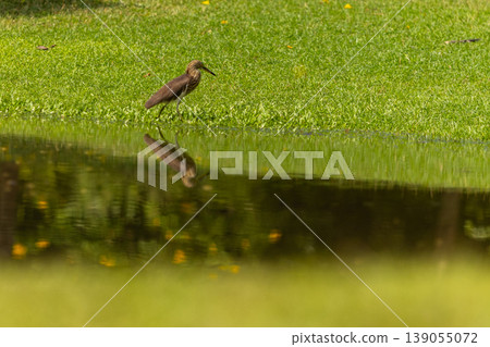 A solitary heron stands by the water's edge reflecting on the grassy bank 139055072