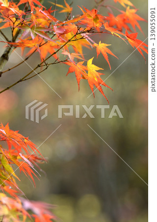Momiji leaves stained red Momiji leaves stained red 139055091