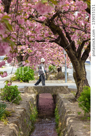 A woman strolling through Shirai-juku in spring 139055151