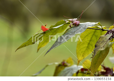 落到樹上的紅楓葉 落到樹上的紅楓葉 139055158