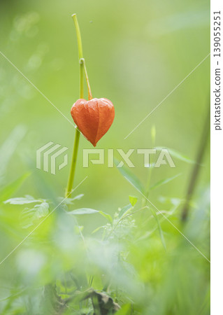 Fruit of Hozuki Fruit of Hozuki 139055251