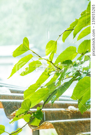 Light falling on fresh green leaves Light falling on fresh green leaves 139055265