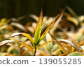 Withered bamboo leaves in winter 139055285