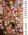 Red sweetgum leaves that have fallen onto the withered grass. 139055286
