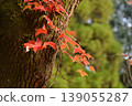 The leaves on the branches of the trunk are those of the sweetgum tree. 139055287