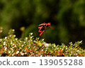 A small maple tree dyed red 139055288