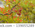 Red nandina berries and autumn leaves 139055289